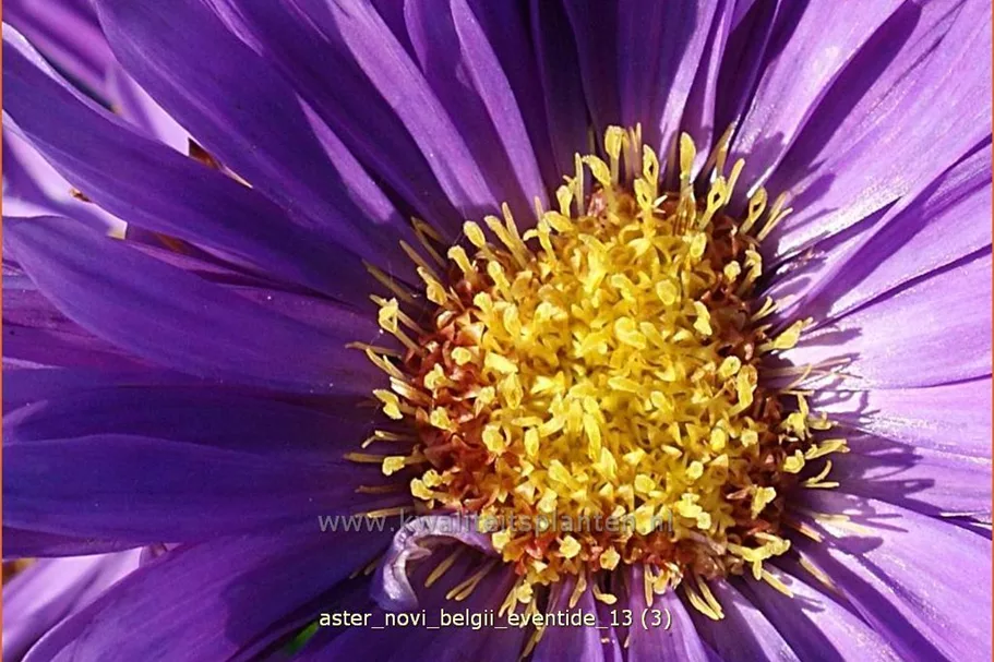 Aster novi-belgii 'Eventide'