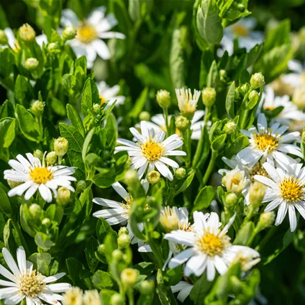 Aster ageratoides 'Starshine'®