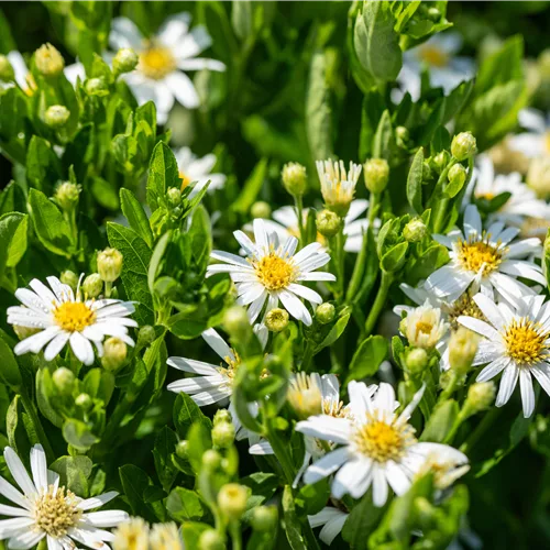 Aster ageratoides 'Starshine'®