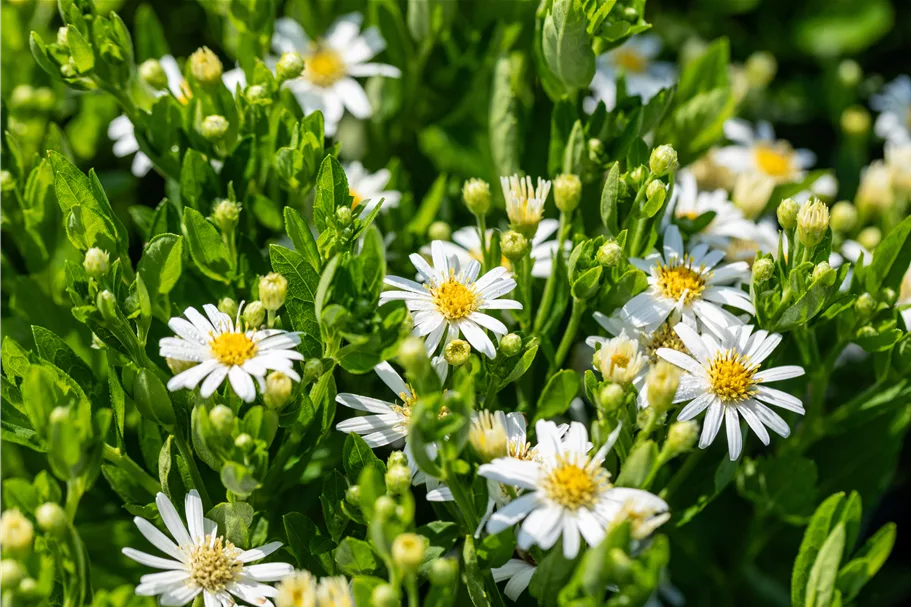 Aster ageratoides 'Starshine'®
