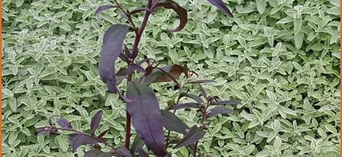 Aster lateriflorus var. horizontalis 'Lady in Black'