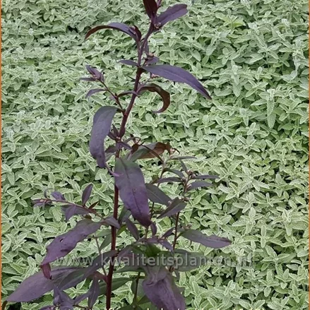 Aster lateriflorus var. horizontalis 'Lady in Black'