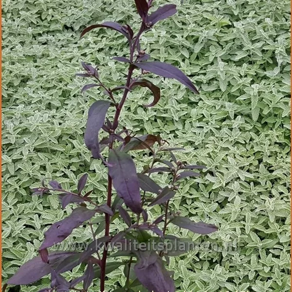 Aster lateriflorus var. horizontalis 'Lady in Black'