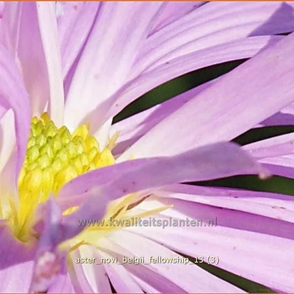 Aster novi-belgii 'Fellowship'