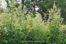 Artemisia lactiflora 'Elfenbein'