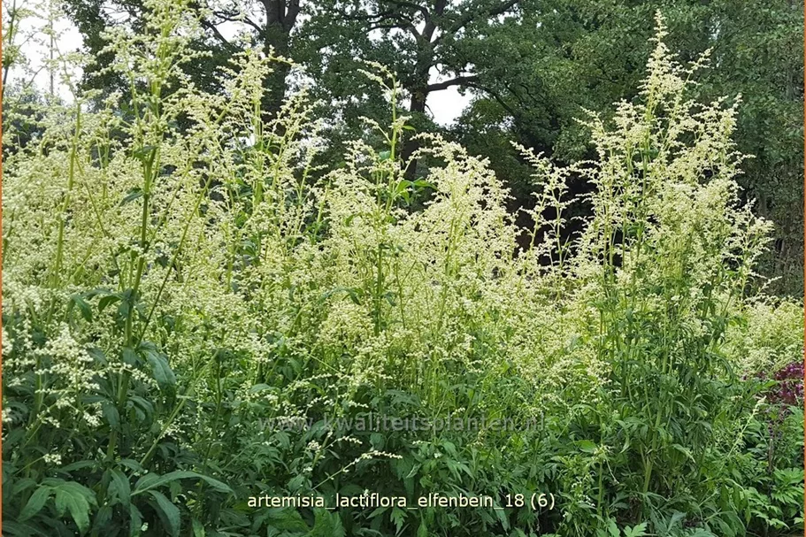 Artemisia lactiflora 'Elfenbein'
