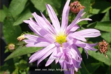 Aster novi-belgii 'Fellowship'