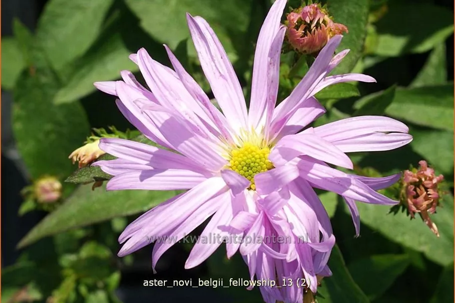 Aster novi-belgii 'Fellowship'