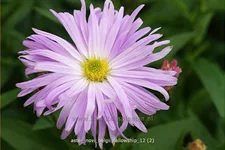 Aster novi-belgii 'Fellowship'