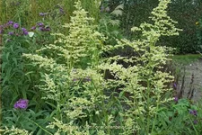 Artemisia lactiflora 'Elfenbein'