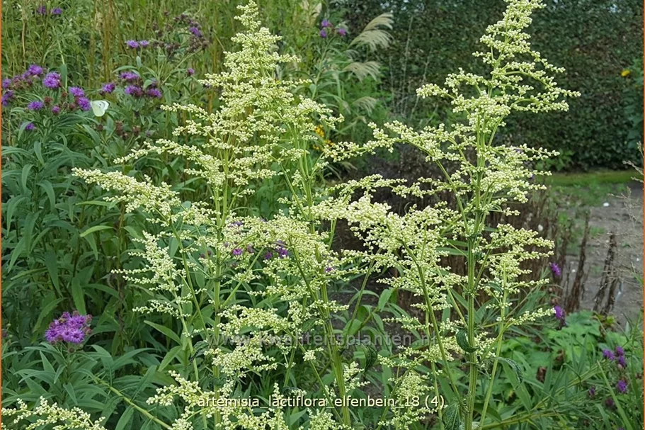 Artemisia lactiflora 'Elfenbein'