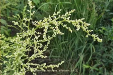 Artemisia lactiflora 'Elfenbein'