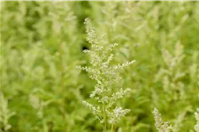 Artemisia lactiflora 'Elfenbein'