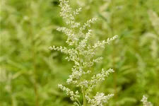 Artemisia lactiflora 'Elfenbein'