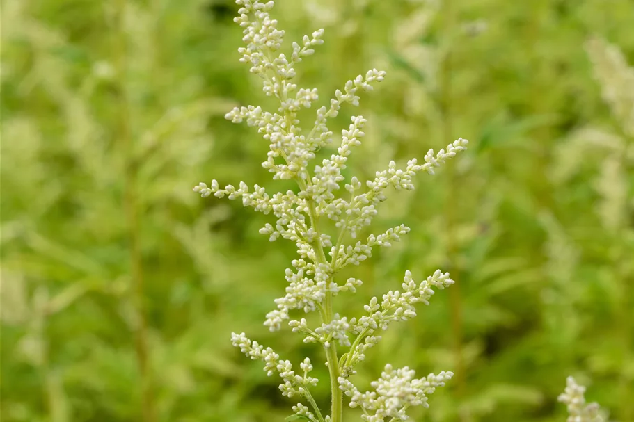 Artemisia lactiflora 'Elfenbein'