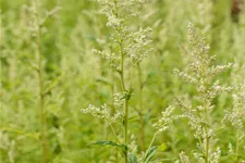 Artemisia lactiflora 'Elfenbein'