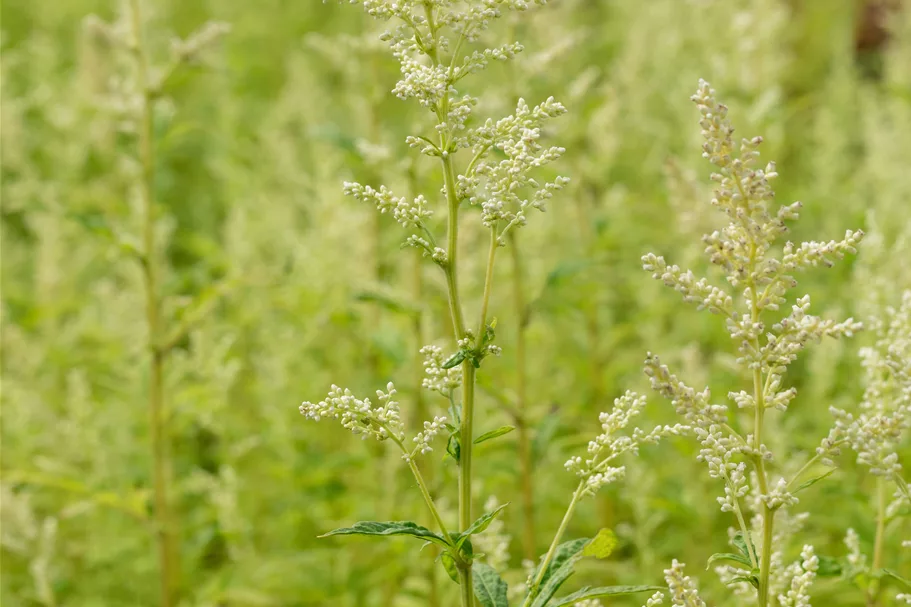 Artemisia lactiflora 'Elfenbein'
