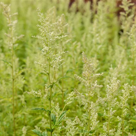 Artemisia lactiflora 'Elfenbein'