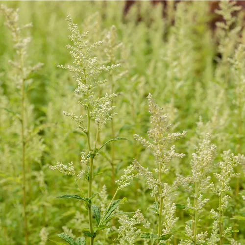 Artemisia lactiflora 'Elfenbein'