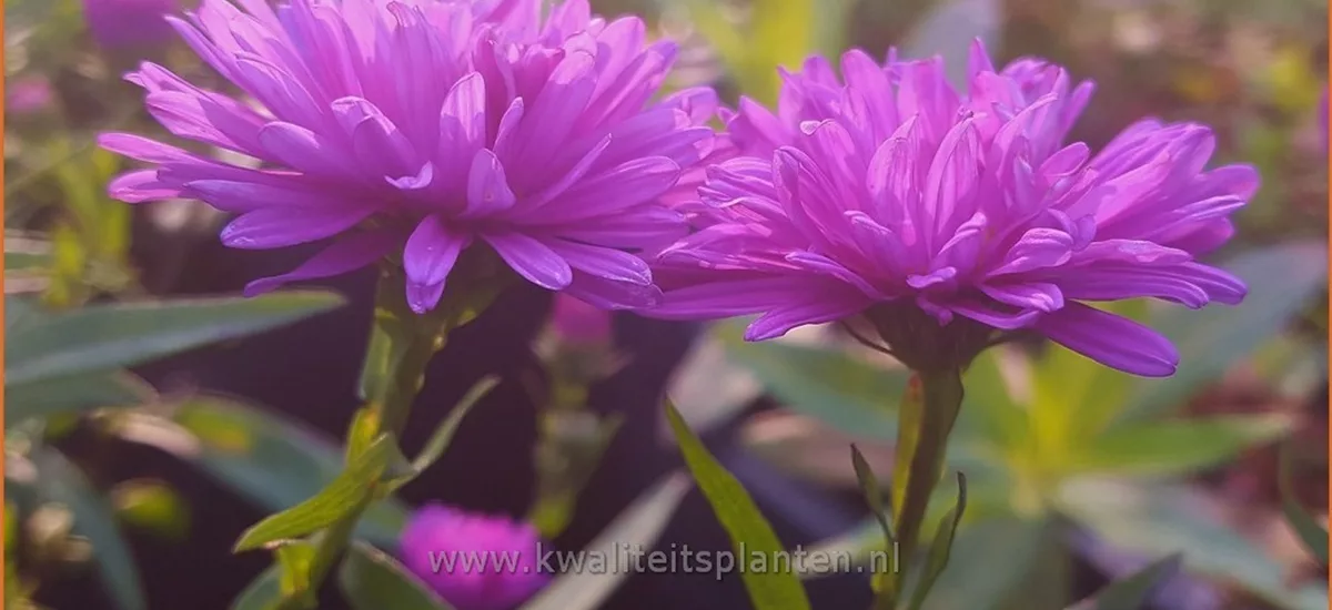 Aster novi-belgii 'Karminkuppel'