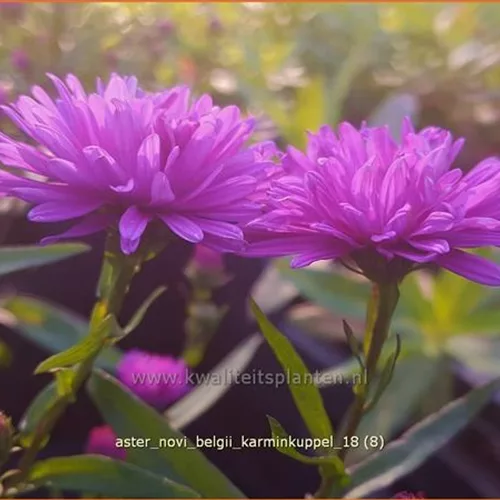 Aster novi-belgii 'Karminkuppel'