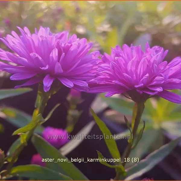 Aster novi-belgii 'Karminkuppel'