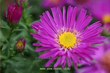 Aster dumosus 'Alice Haslam'