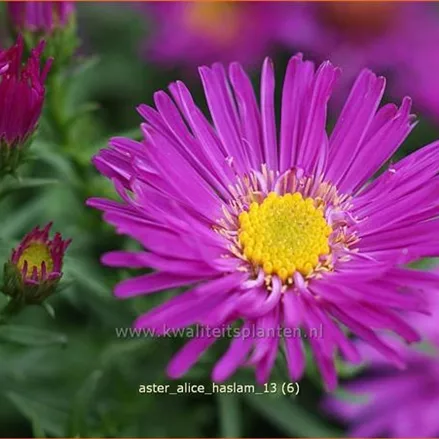 Aster dumosus 'Alice Haslam'