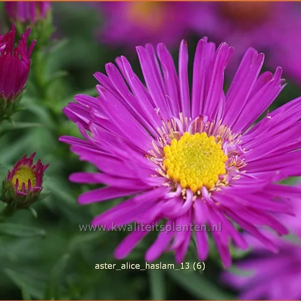Aster dumosus 'Alice Haslam'