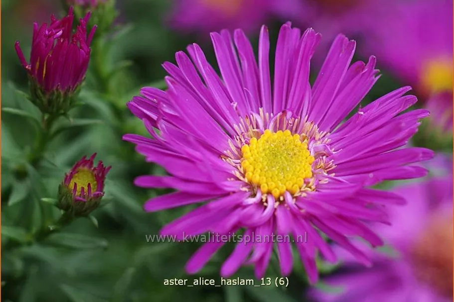 Aster dumosus 'Alice Haslam'
