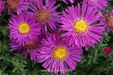 Aster dumosus 'Alice Haslam'