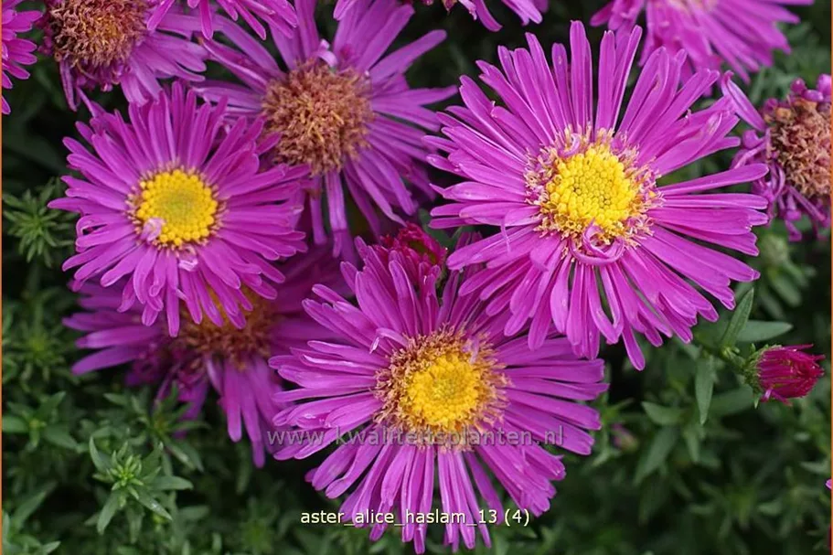 Aster dumosus 'Alice Haslam'