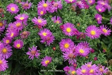 Aster dumosus 'Alice Haslam'