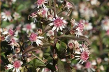 Aster lateriflorus var. horizontalis 'Prince'