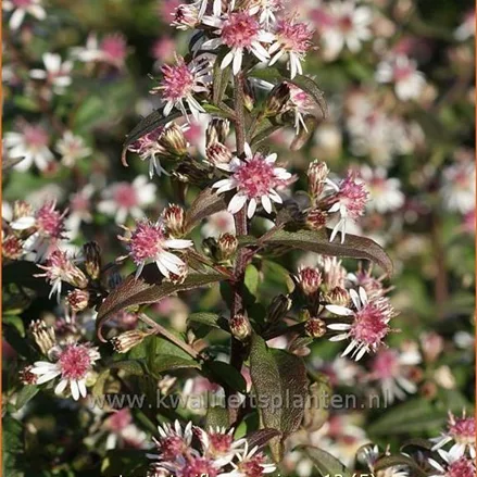 Aster lateriflorus var. horizontalis 'Prince'