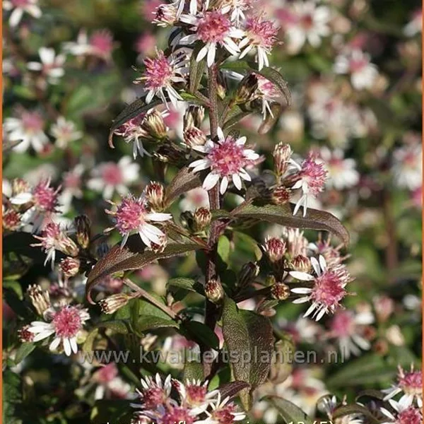 Aster lateriflorus var. horizontalis 'Prince'