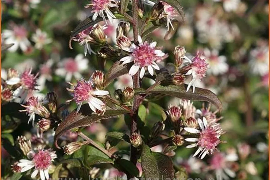 Aster lateriflorus var. horizontalis 'Prince'