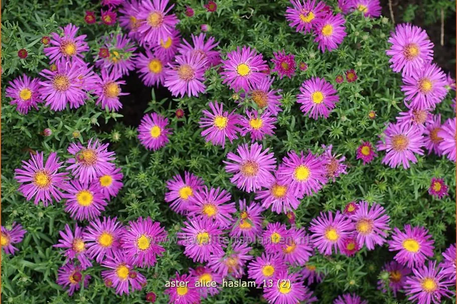 Aster dumosus 'Alice Haslam'