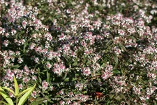 Aster lateriflorus var. horizontalis 'Prince'