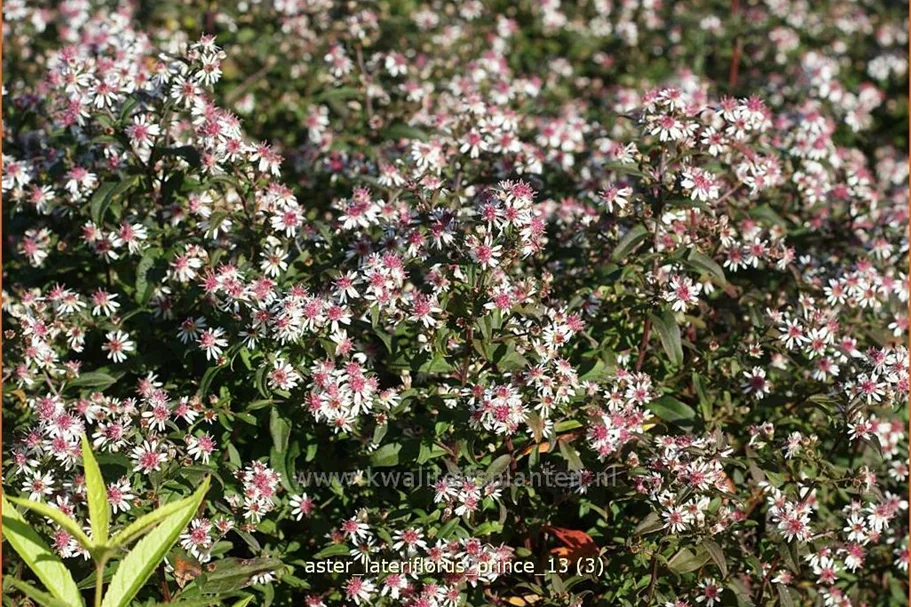 Aster lateriflorus var. horizontalis 'Prince'