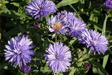 Aster novi-belgii 'Marie Ballard'