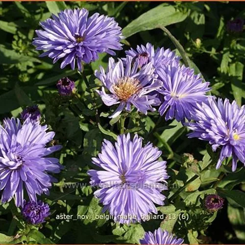 Aster novi-belgii 'Marie Ballard'