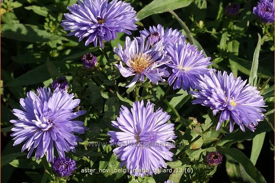 Aster novi-belgii 'Marie Ballard'