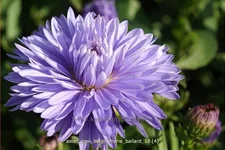Aster novi-belgii 'Marie Ballard'
