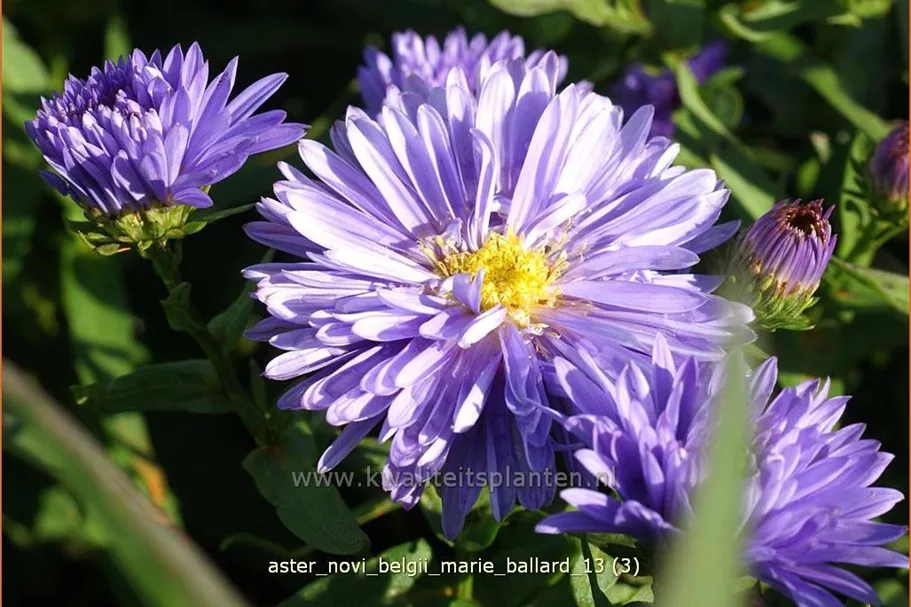 Aster novi-belgii 'Marie Ballard'