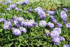 Aster novi-belgii 'Marie Ballard'