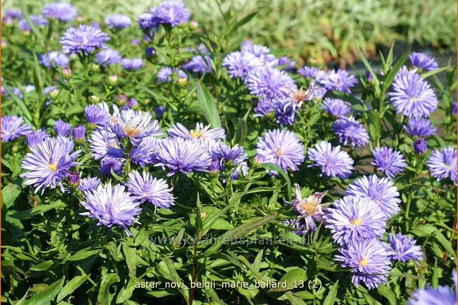 Aster novi-belgii 'Marie Ballard'