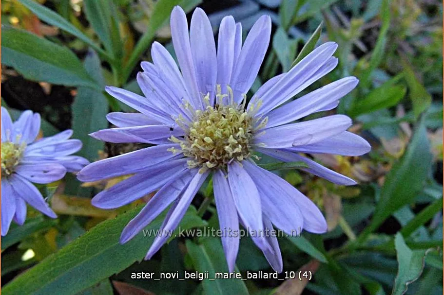 Aster novi-belgii 'Marie Ballard'