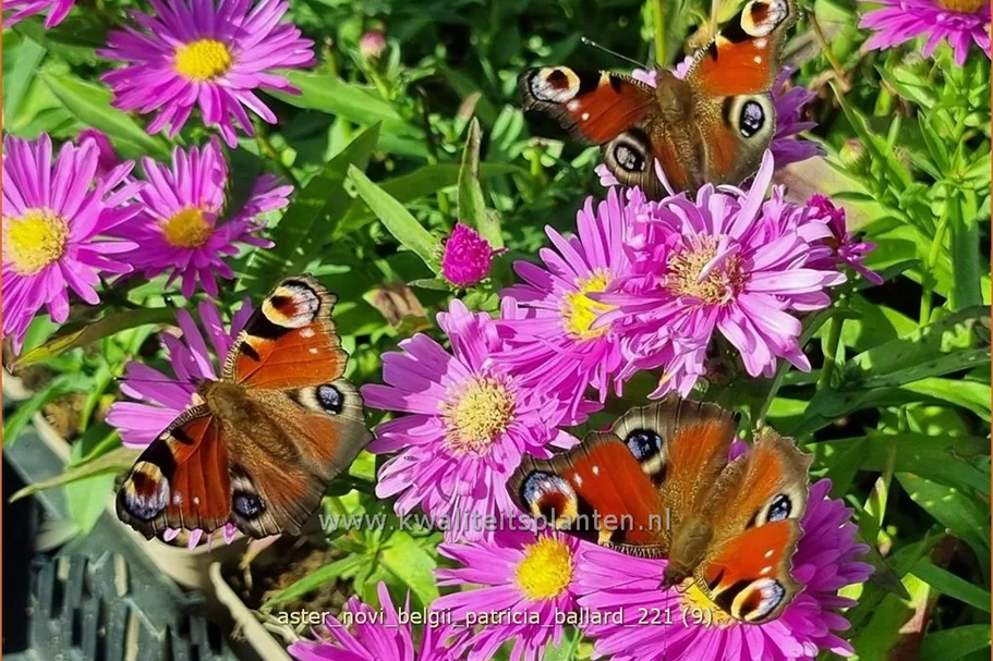 Aster novi-belgii 'Patricia Ballard'