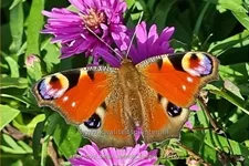 Aster novi-belgii 'Patricia Ballard'